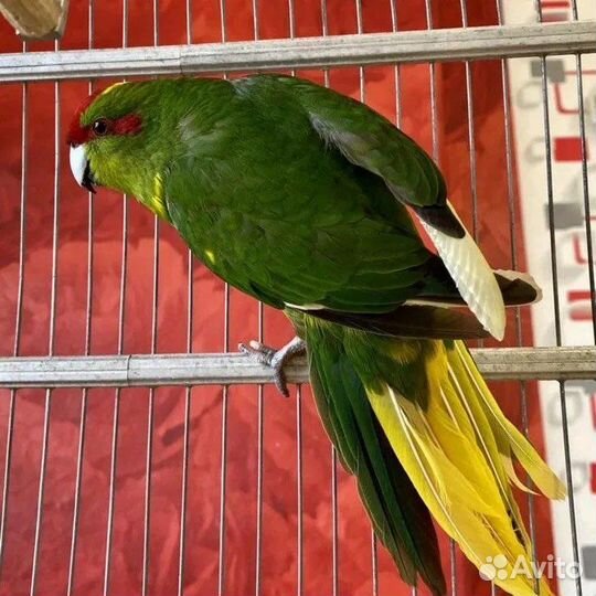 Какарики малыши