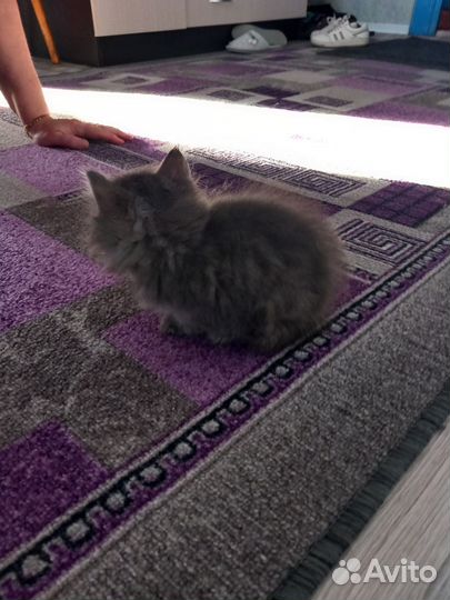 Котята в добрые руки бесплатно