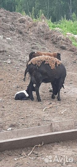 Овцы бараны ягнята