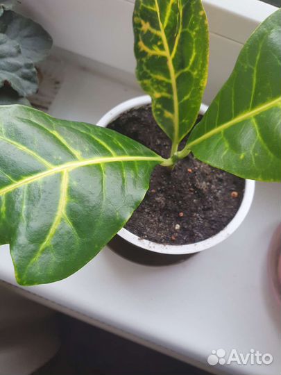 Кротон домашние растения цветы