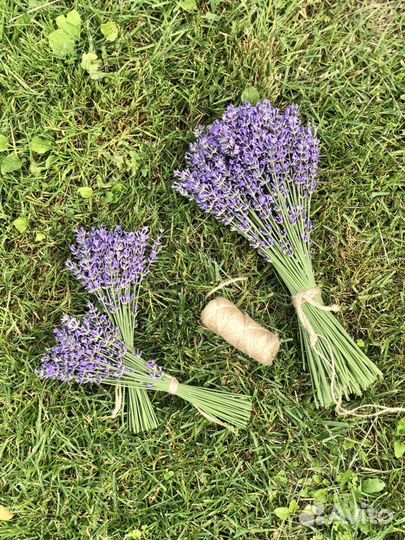 Лаванда узколистная