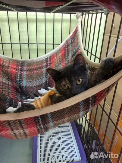 Кошечка Леся