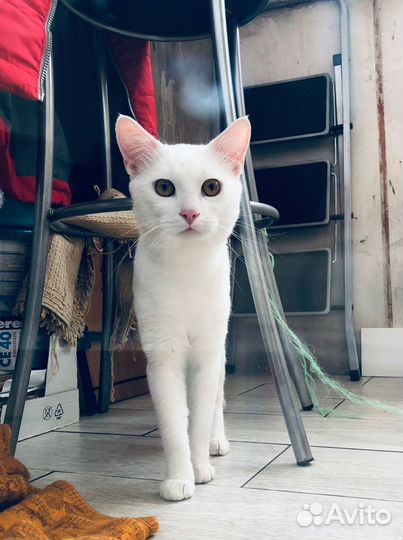 Белый котик