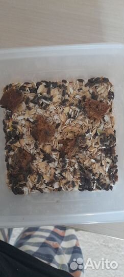 Жук знахарь