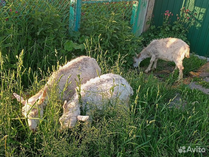 Зааненские козлята