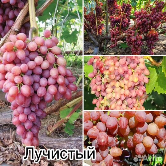 Саженцы винограда кишмиш