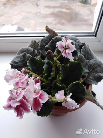 Комнатные цветы фиалки