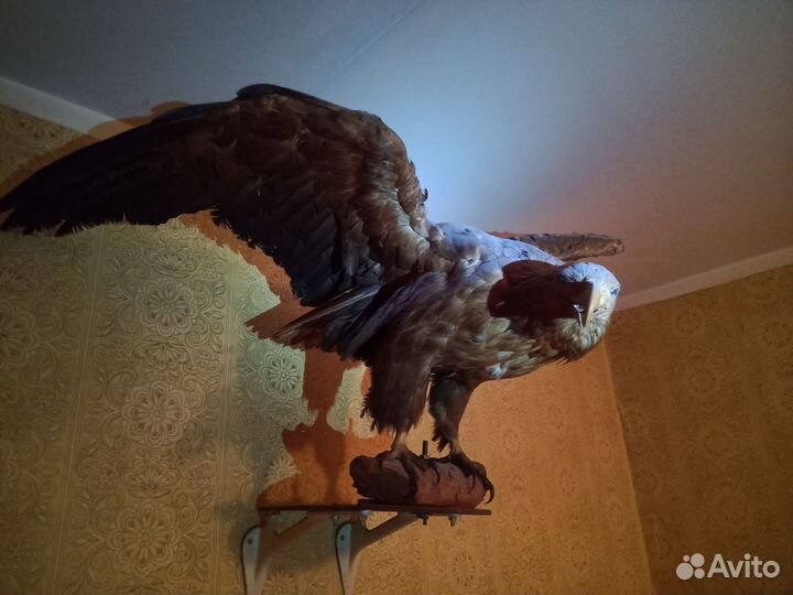 Чучело Орлан