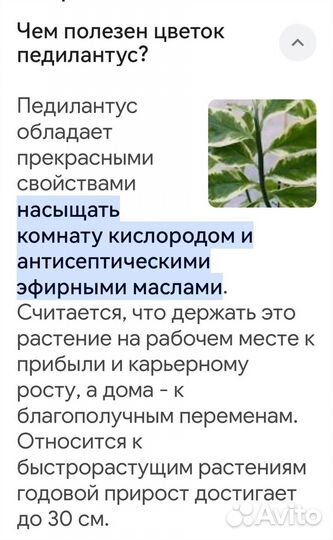 Педилантус