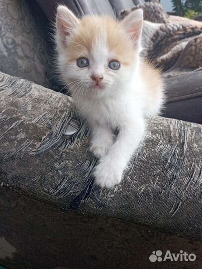 Отдам в добрые руки моих милашек