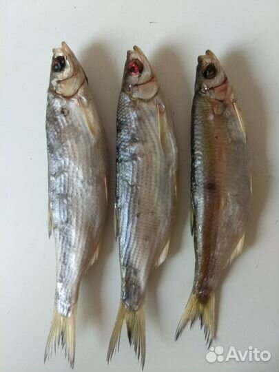 Продается вяленая рыба домашнего посола