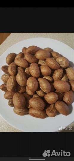 Горькая кола