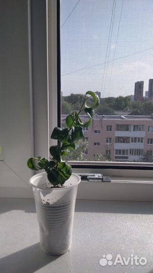 Фикус Барокко