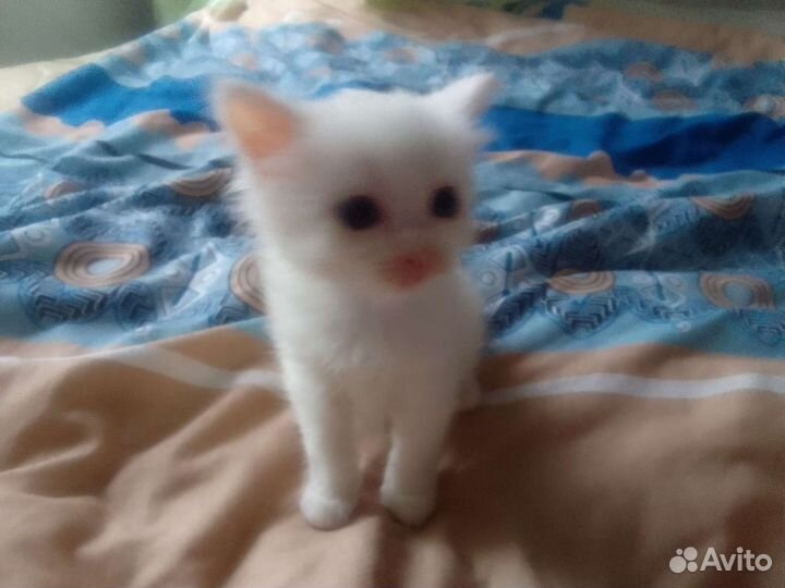 Котята Сибирской кошки