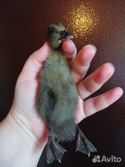 Утята подрощенные