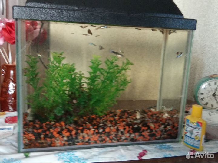 Аквариум с рыбками и улитками