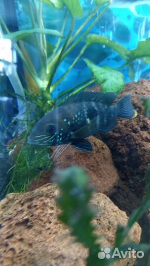 Аквариумные рыбки