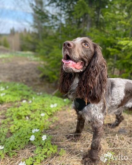 Русский спаниель вязка