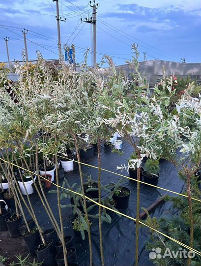 Ива Хакура Нишики