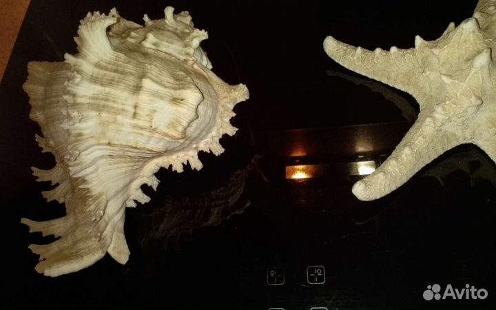 Морская звезда и ракушка