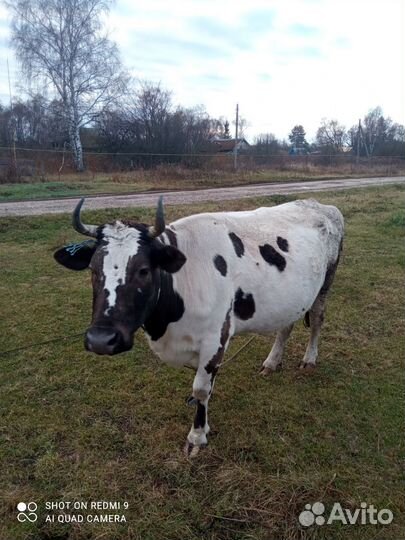 Корова дойная