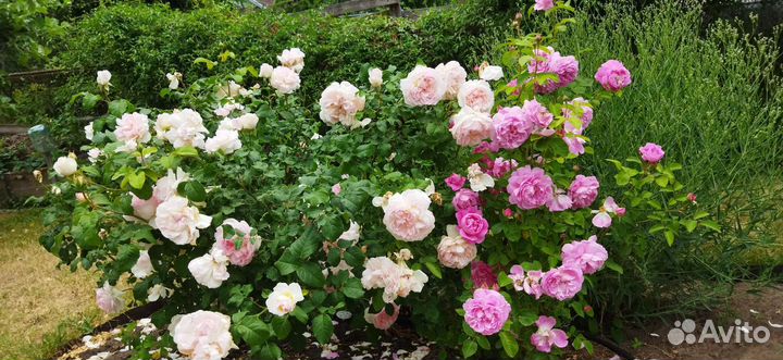 Розы английские, саженцы в контейнерах