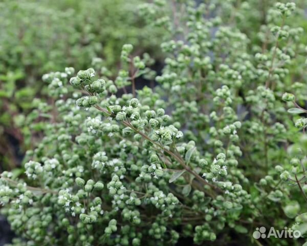 Семена Майорана 