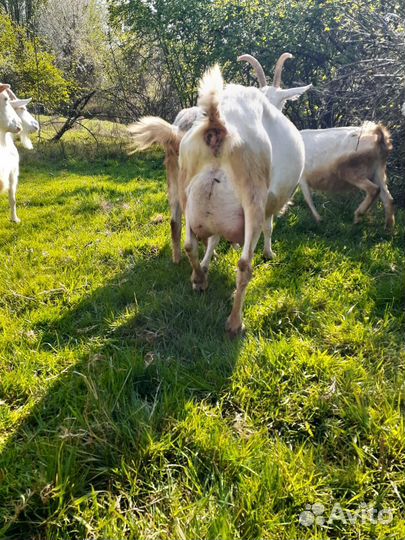 Дойные козы