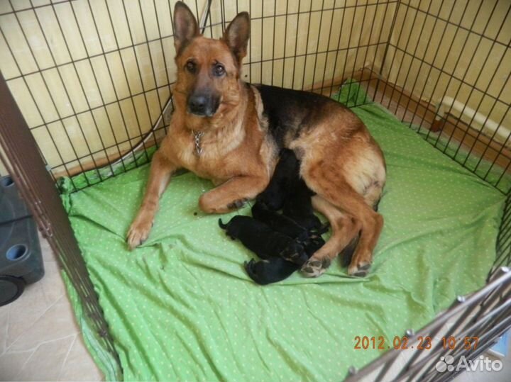 Вольер для собак