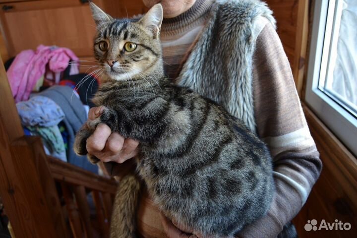 Отдам молодого котика