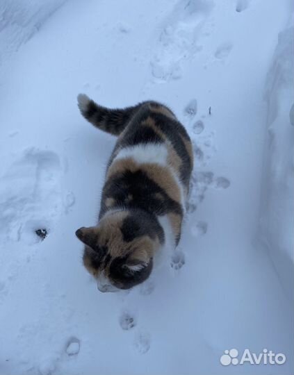 Рыжий котик