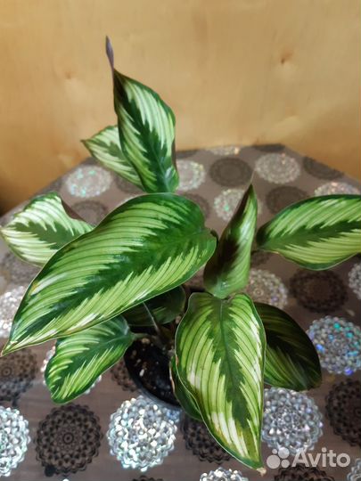 Комнатные растения