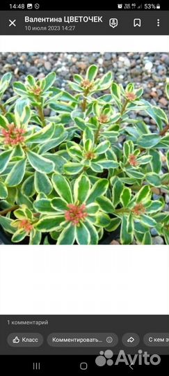 Почвопокровные растения