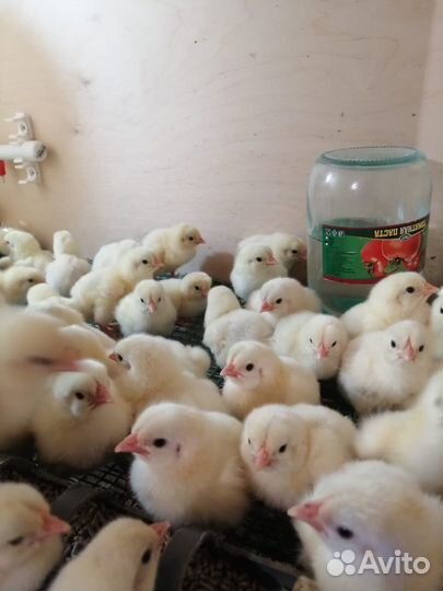 Цыплята бройлеры Кобб-500