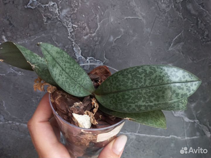 Орхидея арома scention