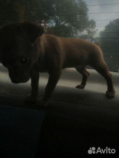 Мини той-терьер