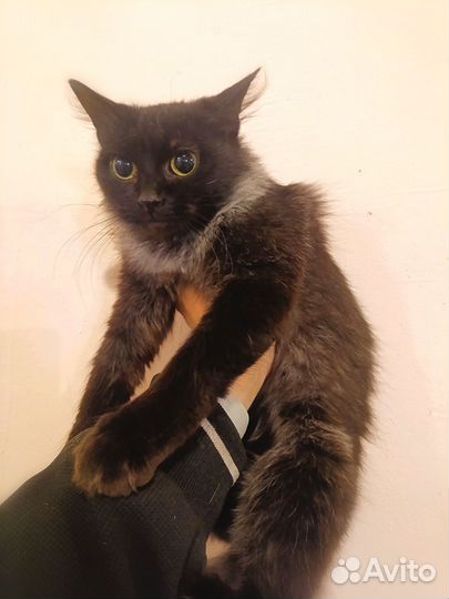 Милая девчушка в пушистом воротничке