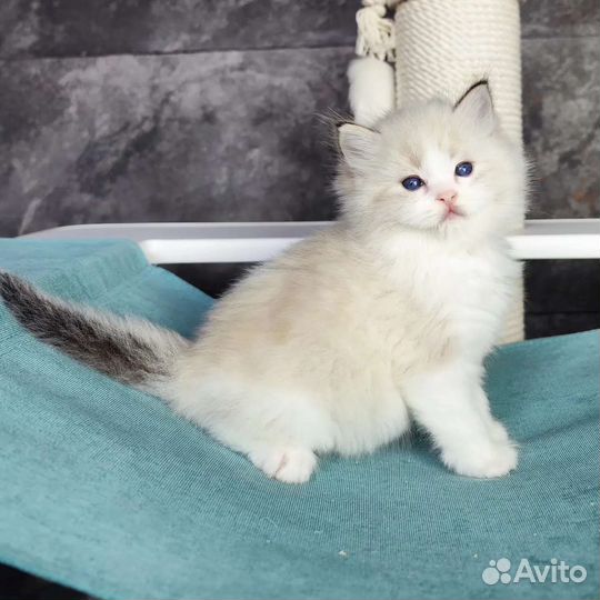 Kompot, мальчик рэгдолл с родословной