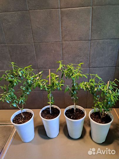 Мирт обычный, тарантино и каллистемон