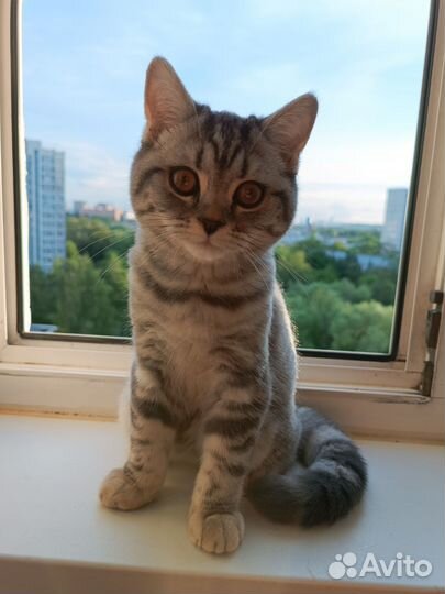 Шотландский котенок скоттиш страйт