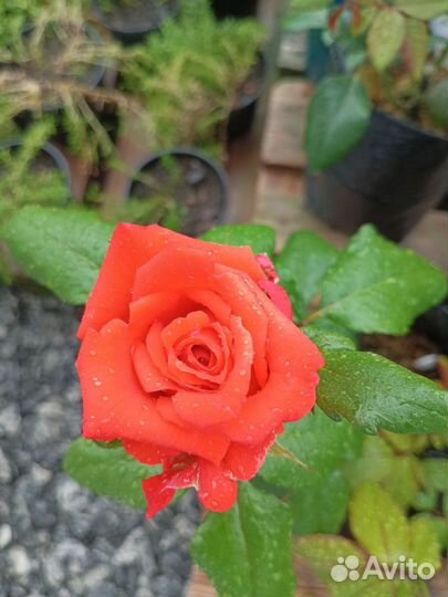 Роза Леди Роуз