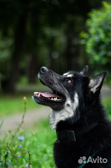 Фотограф анималист
