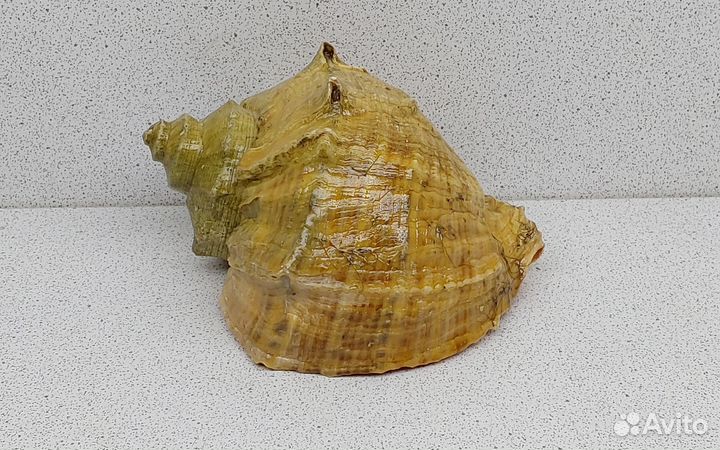 Рапан 10,6 морская ракушка раковина