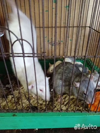 Крыса дамбо