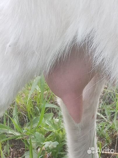 Козы дойные молочные