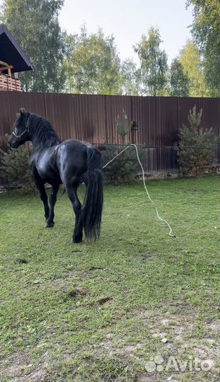 Аренда лошади Французский першерон