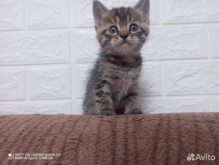 Кошка в дар