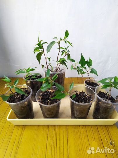 Фикус каучуконосный. Фикус бенджамина. Декабрист