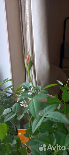 Роза кустовая в горшочке