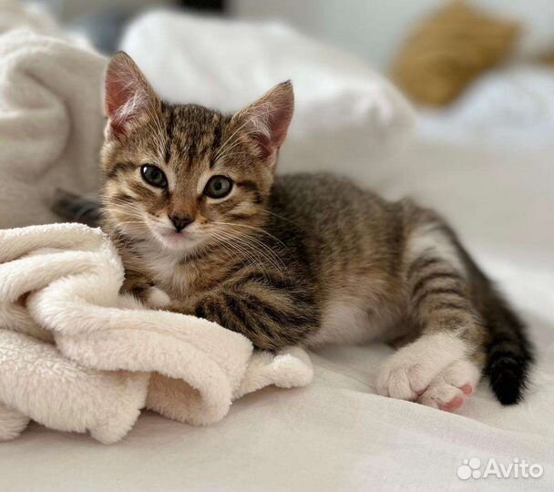 Котенок, кошка, котик лесной окрас в добрые руки